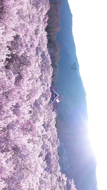 梦想之森